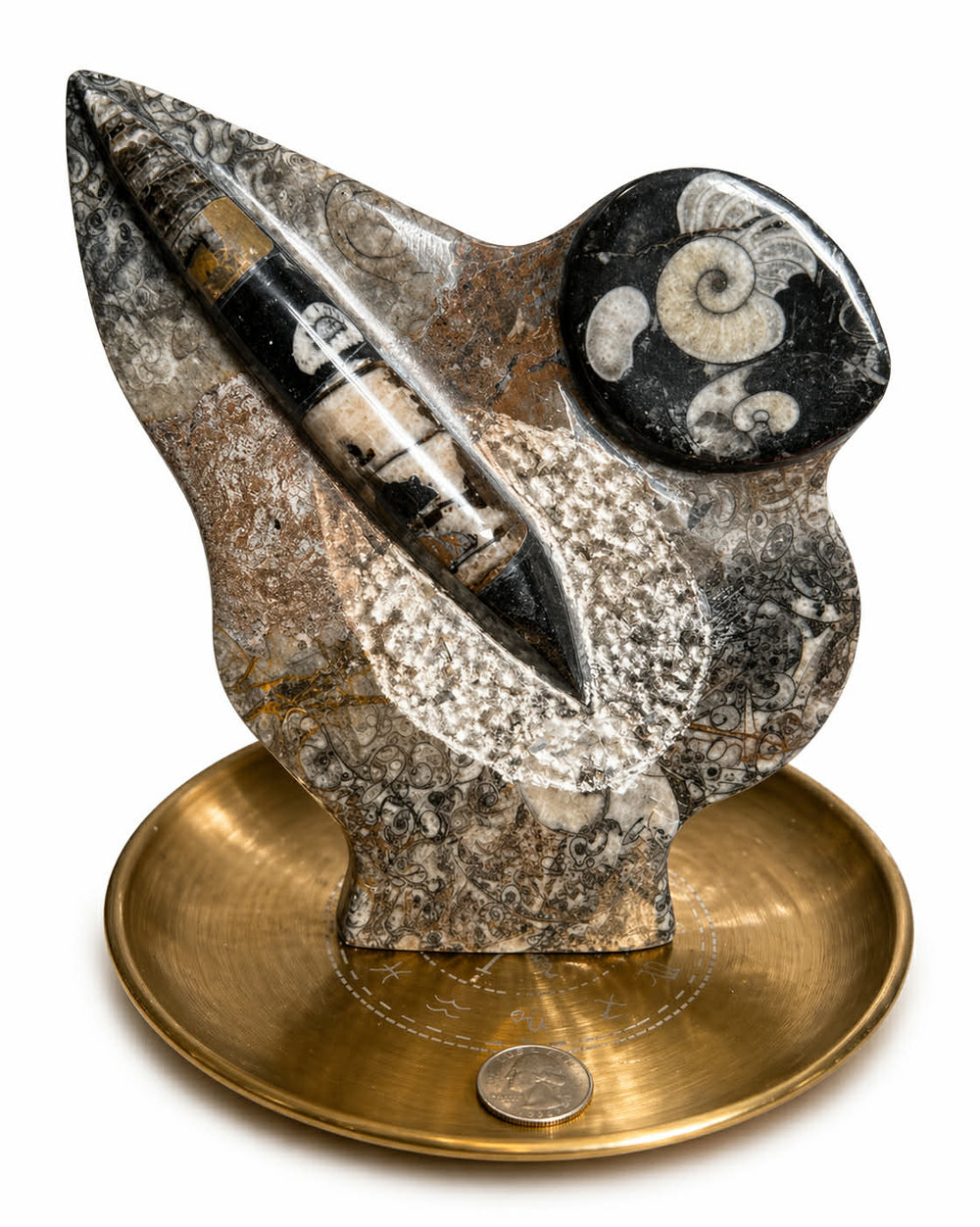 Orthoceras And Goniatite Fossil