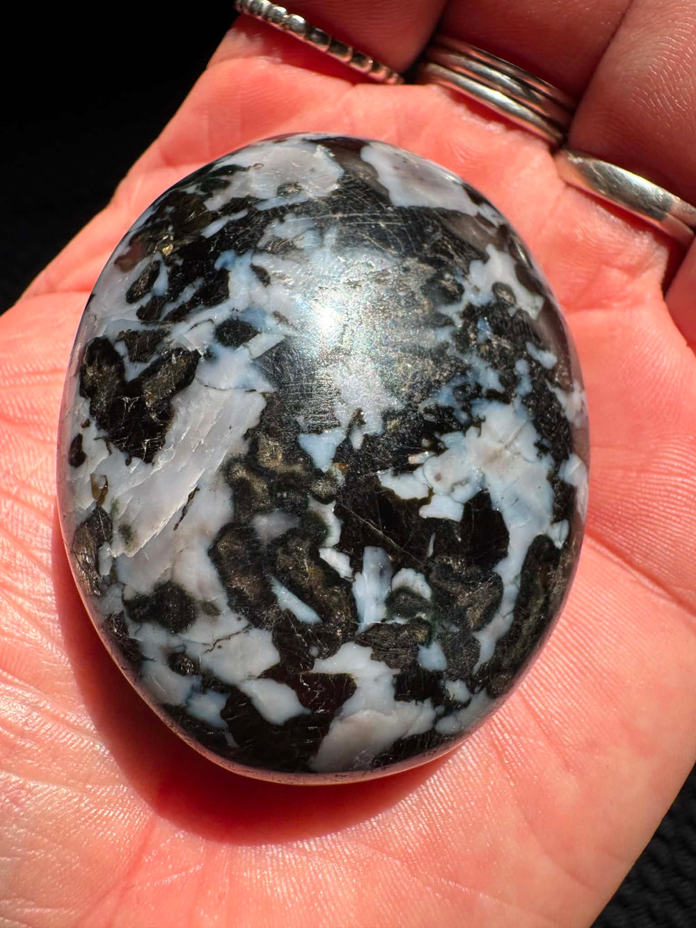 Indigo Palm