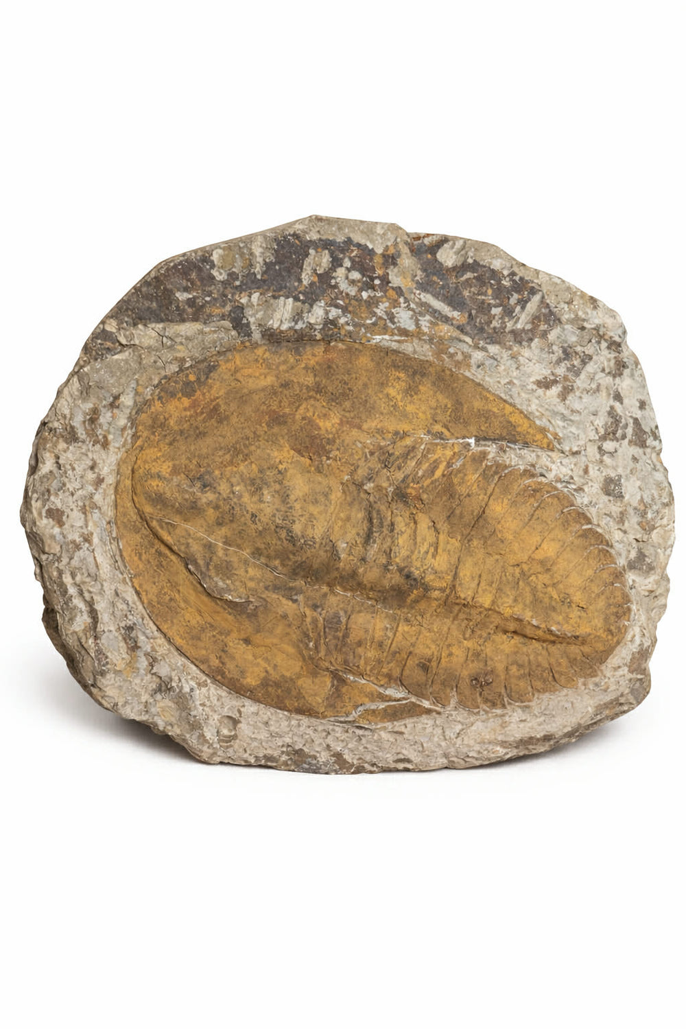 Trilobite Fossil Moracco