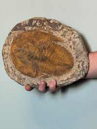 Trilobite Fossil Moracco