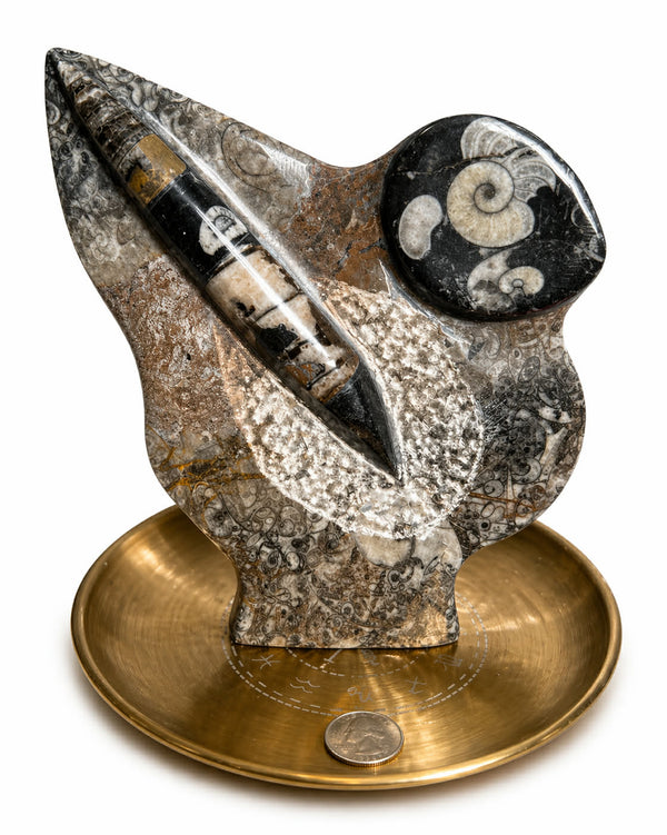 Orthoceras And Goniatite Fossil